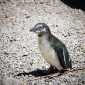 User avatar for Anne Christine Kuhm