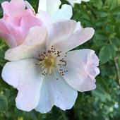 User avatar for Hanna Sjoberg