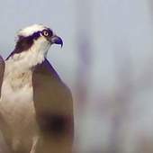 User avatar for Allen Kibler