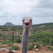 User avatar for Brian Sheffer