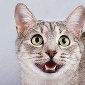 User avatar for Eddie Goynes