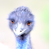 User avatar for Michael Horntvedt