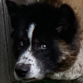 User avatar for dirt .