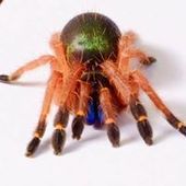 User avatar for Meng Vaj