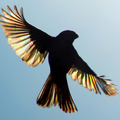 User avatar for Alex Goldberg