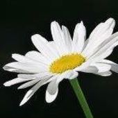 User avatar for Amelia Ward