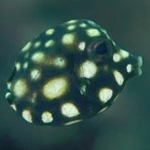 User avatar for John Welsh