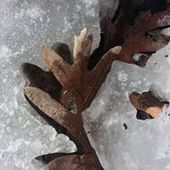 User avatar for Ann Zumhagen Krause