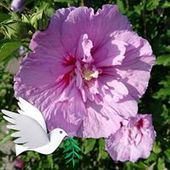 User avatar for Folla Jenny