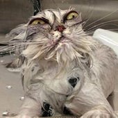 User avatar for Richelle Pittella