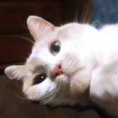 User avatar for Danya Volkov