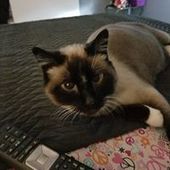 User avatar for Corine Morales