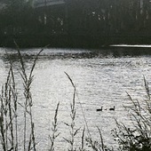 User avatar for Amy Ferber