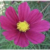 User avatar for Patricia Whitehead