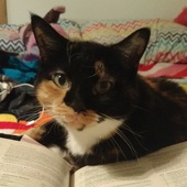 User avatar for Paige Holgate