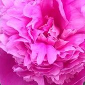 User avatar for Heather Maki