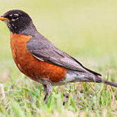 User avatar for Robin Calhoun