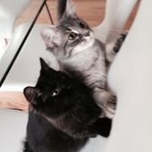 User avatar for Christine Authier