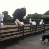 User avatar for Ponita Whiteside