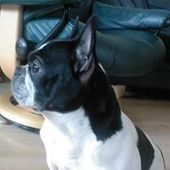 User avatar for Dorien Henri Van Der Heiden Gies