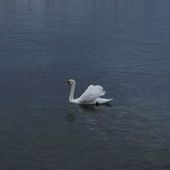 User avatar for Asif Equbal