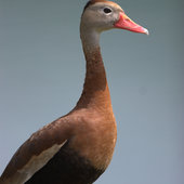 User avatar for Andy Bbb