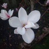 User avatar for Annemieke Meulenbelt