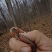 User avatar for Alison Hackney