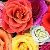 User avatar for Carol Williams