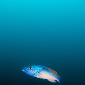 User avatar for Dan Bolt