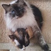 User avatar for Chivo Catz