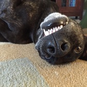 User avatar for Anais Schenk