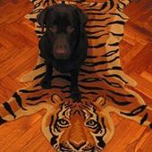 User avatar for Musa Gropius