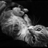 User avatar for Ben Oit