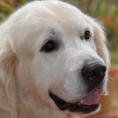 User avatar for Matthew Walker