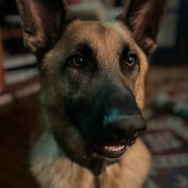 User avatar for Taylor Dodson