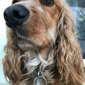 User avatar for Roberto Spada