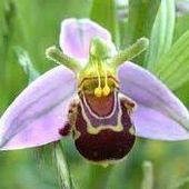 User avatar for Eleanor Ballard