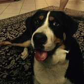 User avatar for Debora Galimberti