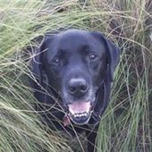 User avatar for Susan Kitchener