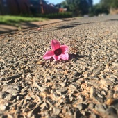 User avatar for Abigail Swanepoel