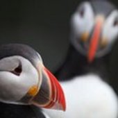 User avatar for Helen Ryan