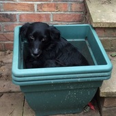 User avatar for Dee Bower