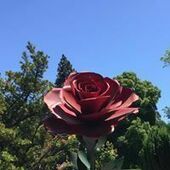 User avatar for Janine Sidery