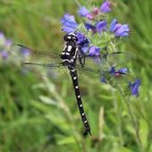 User avatar for Amy Kenel