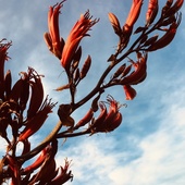 User avatar for Andrea Kofoet