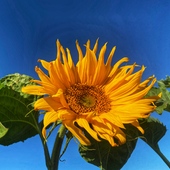 User avatar for Carole Green