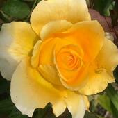 User avatar for Allison Drake Wells