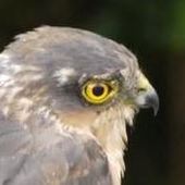 User avatar for Alan Pearman