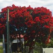 User avatar for Alison Mackenzie